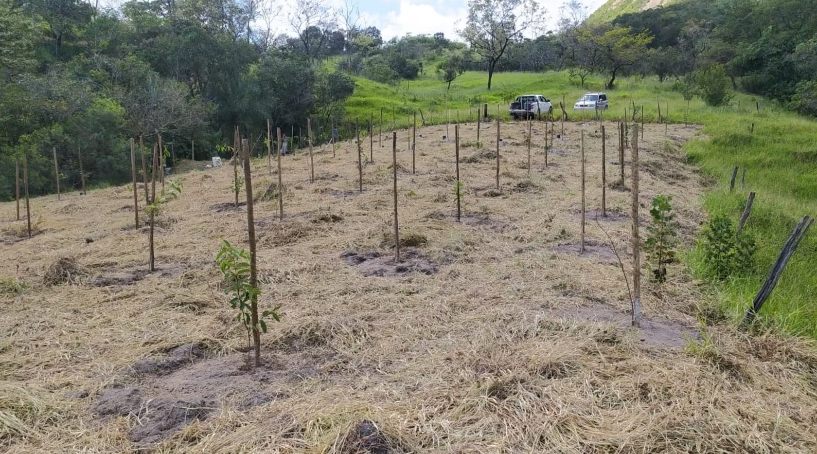 Foto de ação de reflorestamento realizada pela Jaguar Soluções Ambientais.