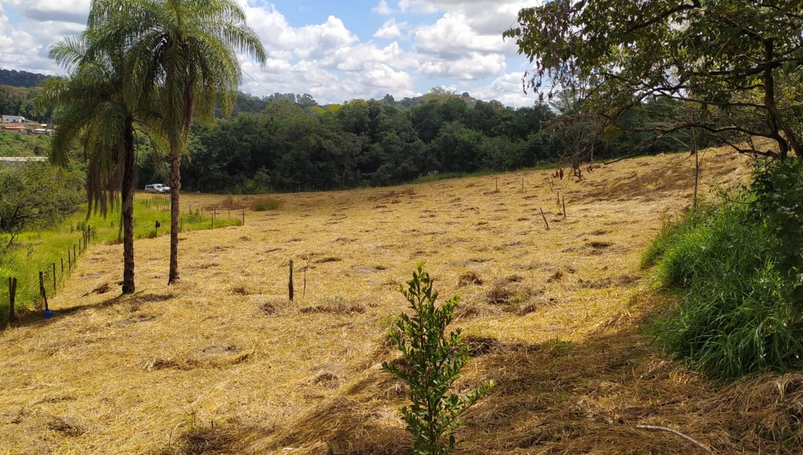 Ação de Reflorestamento realizada pela Jaguar Soluções Ambientais. Etapa de roçada.